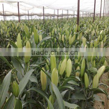 Hot Sale Fresh Cut Lily Flowers From Original Flower Plants photo-5