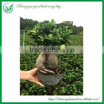 Green Plants Ficus Ginseng Bonsai photo-2