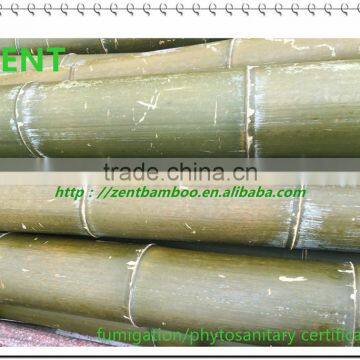 ZENT-158 Big bamboo pole