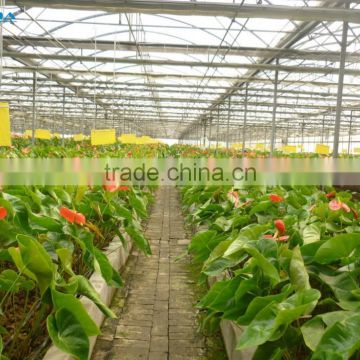 BLD Large Multi-span Plastic film Green house and commercial green house for plant growth