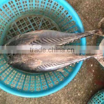 Frozen New Fish Bonito Tuna Whole photo-4