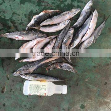 2016 NEW HOT SALE SHIPFROZEN &SeaFrozen pacific mackerel 200-300g