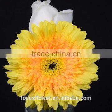 Yellow Pink Red Fresh Cut Flowers Gerbera Flowers For Party Decoration