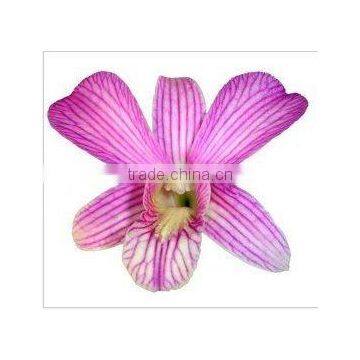 Thailand Top Quality D-012 Dendrobium Pink Line Orchid