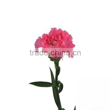 Fashion deep pink carnation flowers long stem