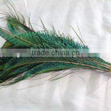 Natural green peacock feathers for sale