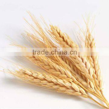 Whole wheat supplier