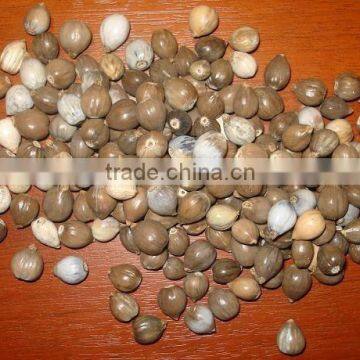 sara Sara Natural Seeds' Beads