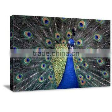 HD Wall Art Giclee Peacock Canvas Printed Painting Livingroom Decor DWYS27