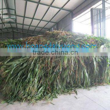 Corn silage for animal feeding