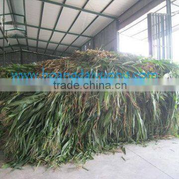 Corn Meal Animal Feed