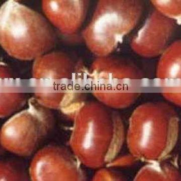 2015 new crop Chinese fresh chestnut for hot sale