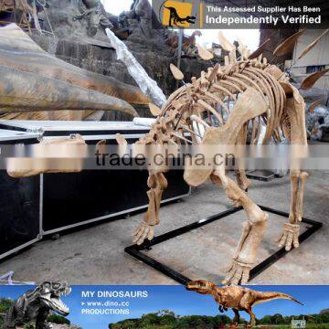 MY Dino-C062 Artificial Metal Skeleton on Sale photo-6