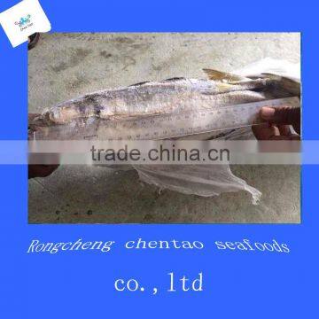 china frozen mackerel prices