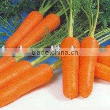 Fresh Carrot Distributor