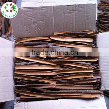15-20cm Split Cassia