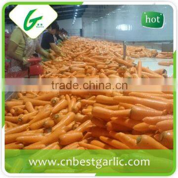 Bulk carrot purchase specification