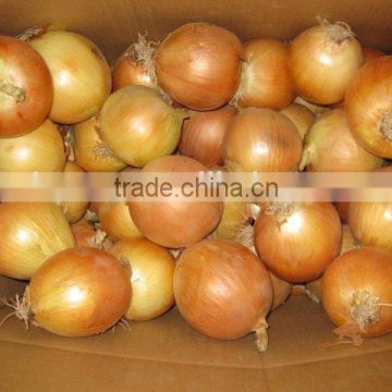 Onion Specification Fresh Wholesales Price