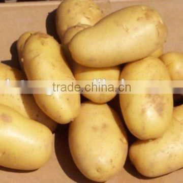 fresh holland potato with good quality