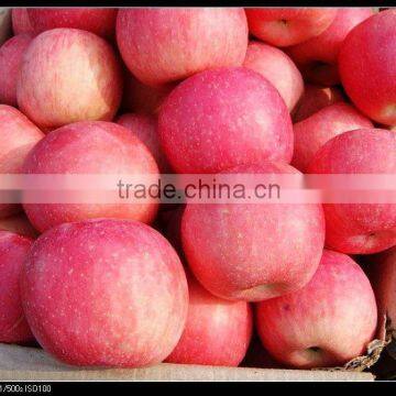 Fresh red Chinese Fuji Apple in yantai