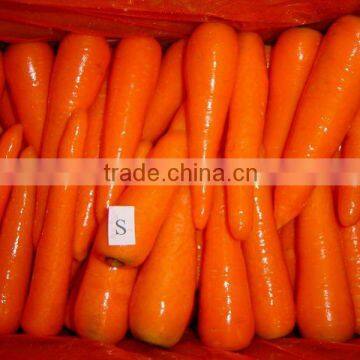 2012 Fresh Carrot From China