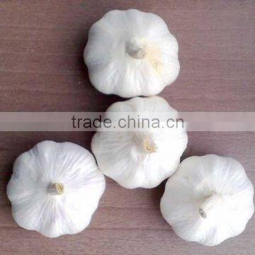 normal white 6.5cm fresh garlic factory DT
