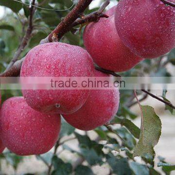2016 Fresh Fuji Apple From China Fresh Fuji Apple Price photo-2