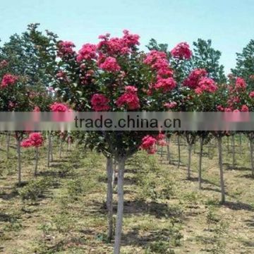 High Quality Crape Myrtle Seeds For Growing