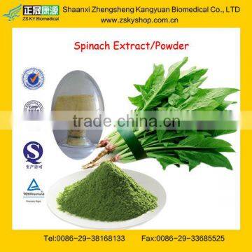 GMP Certified Manufacturer Supply Natural Spinach Extract Powder