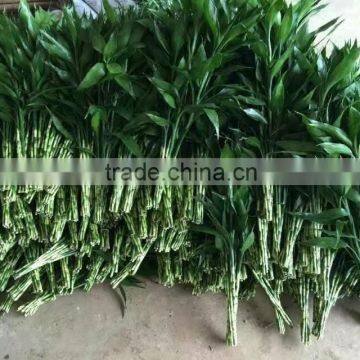 Lucky Bamboo photo-2