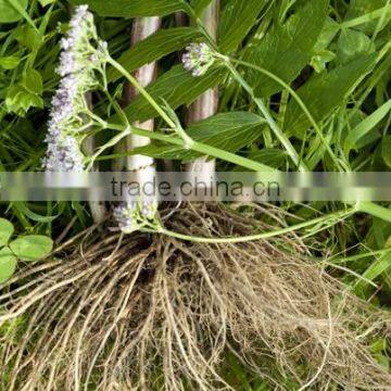 Valerian Root Extract Soft Vegetable Capsules Vital Food Supplement Natural Sleeping Pills ...