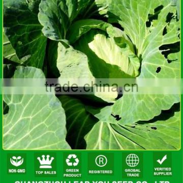 NC391 Turan Guangzhou flat cabbage seeds for sale