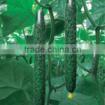 HCU09 Renshi 36cm in length,F1 hybrid cucumber seeds in vegetable seeds for planting