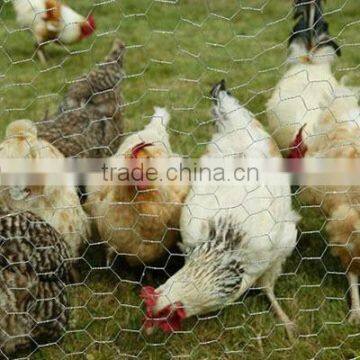 72" x 150', 2" Mesh, PVC Coated Galvanized Poultry Net 20 Gauge Chicken Run Wire/Galvanized Poultry Netting Model