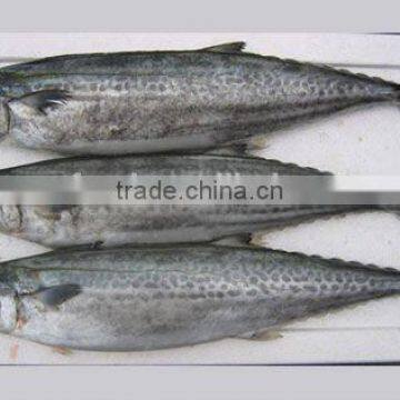 Frozen spanish mackerel big size