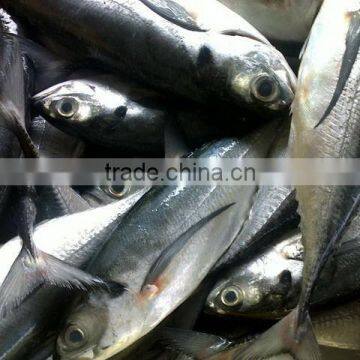 Fresh Frozen Horse mackerel fish from Alo seafood Co.,