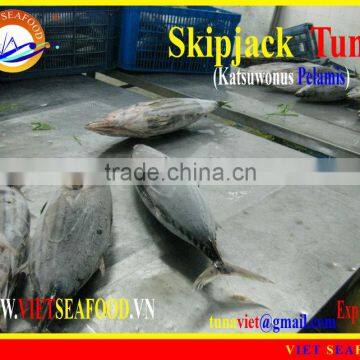 FROZEN W/R SKIPJACK TUNA