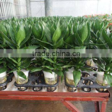 Dracaena Sanderiana Lotus 3 Pcs in One Pot photo-5