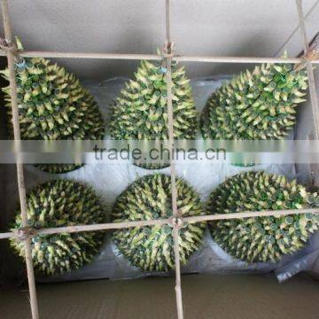 Lucky Bamboo ( Dracaena Sanderiana) photo-3