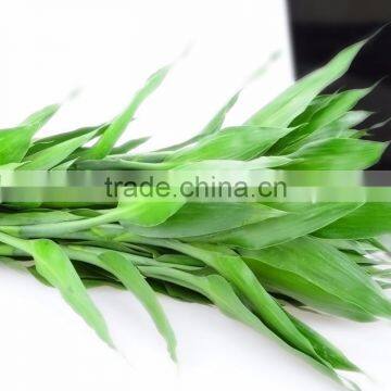 Most Popular Lucky Bamboo Fresh Leaves For Home Decoration