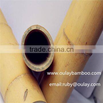 50cm Moso Bamboo Canes photo-3