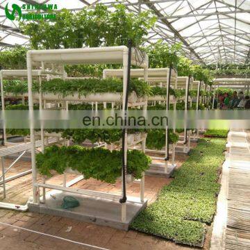 Commercial Good Quality Hydroponic Lettuce