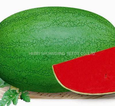 SHUANGXING f1 Big Hybrid Watermelon Seeds Outdoor Grown photo-3