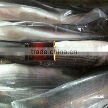 Frozen Grey Mullet Whole Round 600-1000g