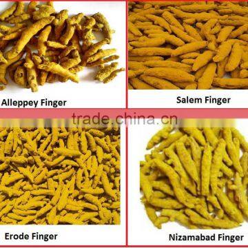 Quality Turmeric Finger for United Kingdom