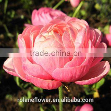 Valentine's Day Wholesale Good Quality Bright Yellow Fresh Fan Columbine From China photo-3