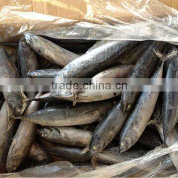 Fishing 6-8pcs/kg Fresh Boat Frozen Bonito photo-6