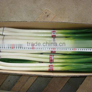 2016 new crop fresh scallions (fresh leek)