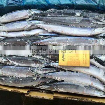 fish bait frozen pacific saury mackerel pike