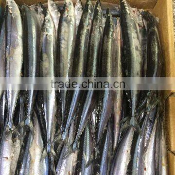 Ocean Frozen Saury Fish For Sale